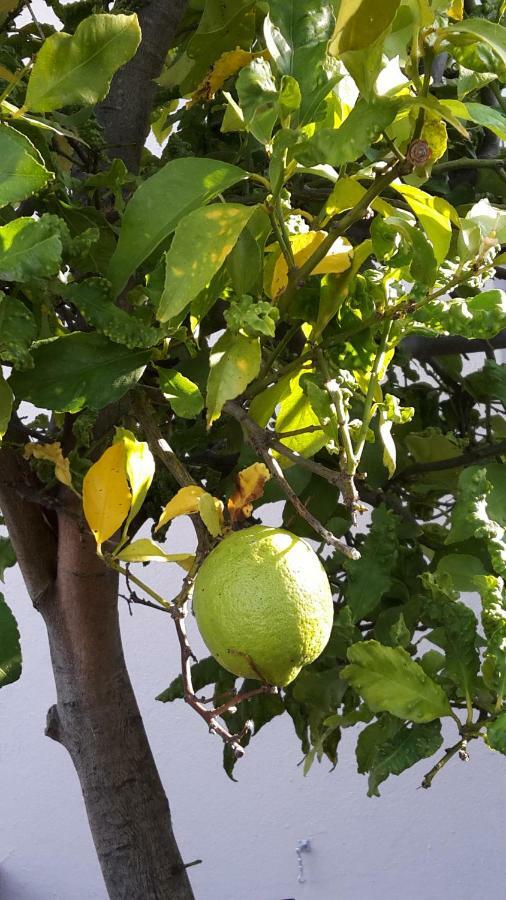 Lemon Tree Cottage Edgemead Екстериор снимка